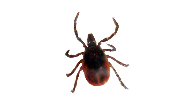 Tackling Ticks: Understanding the Dangers of Lyme Disease